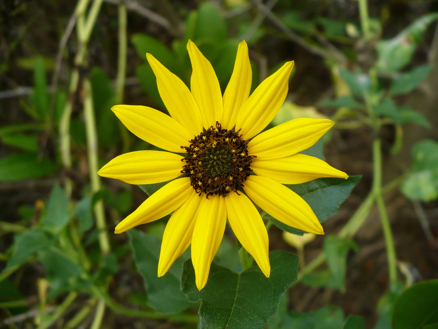 Beach Sunflower Helianthus debilis 20 Seeds