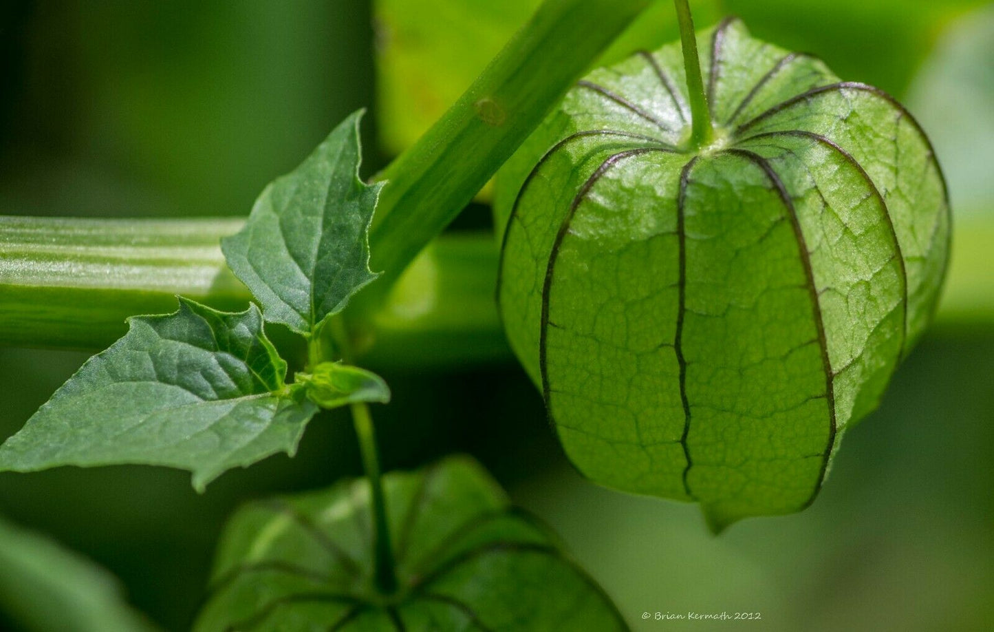 Tomatillo 20 Seeds Physalis philadelphica