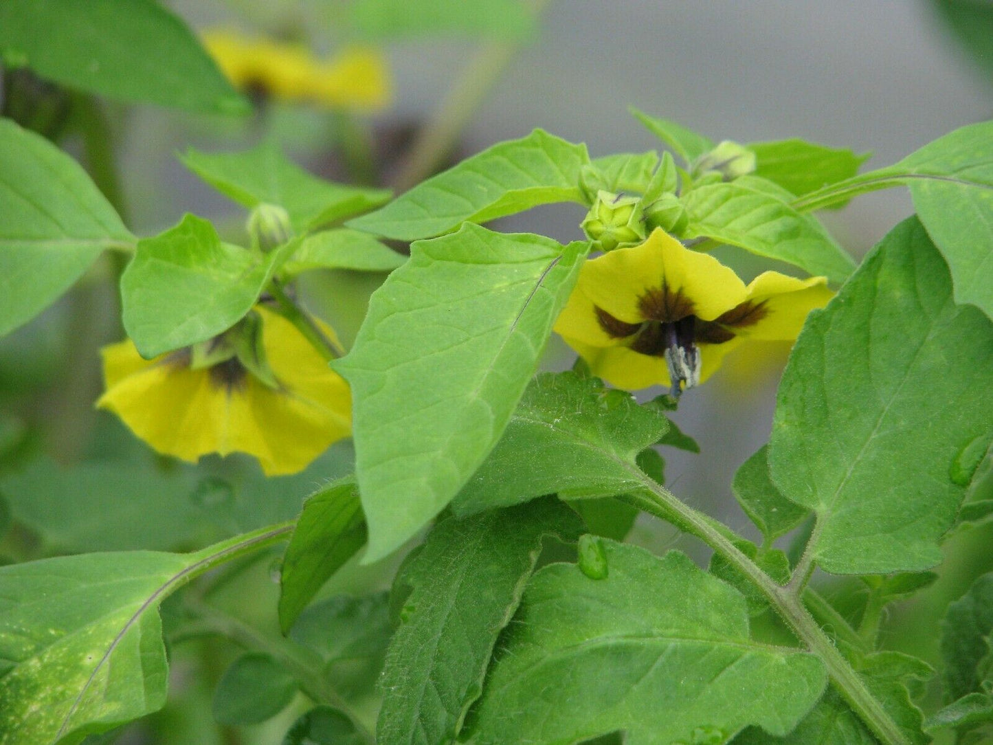 Tomatillo 20 Seeds Physalis philadelphica