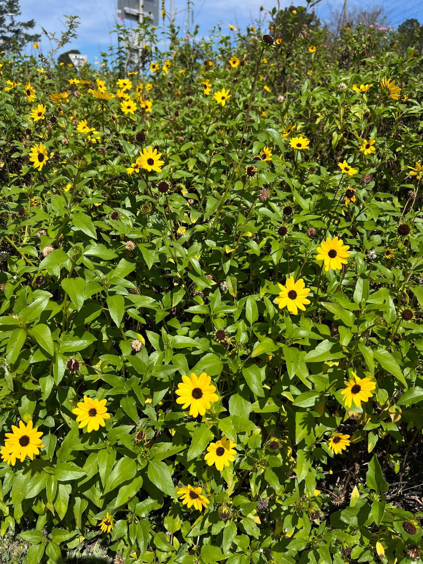 Beach Sunflower Helianthus debilis 20 Seeds