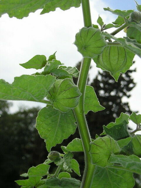 Tomatillo 20 Seeds Physalis philadelphica