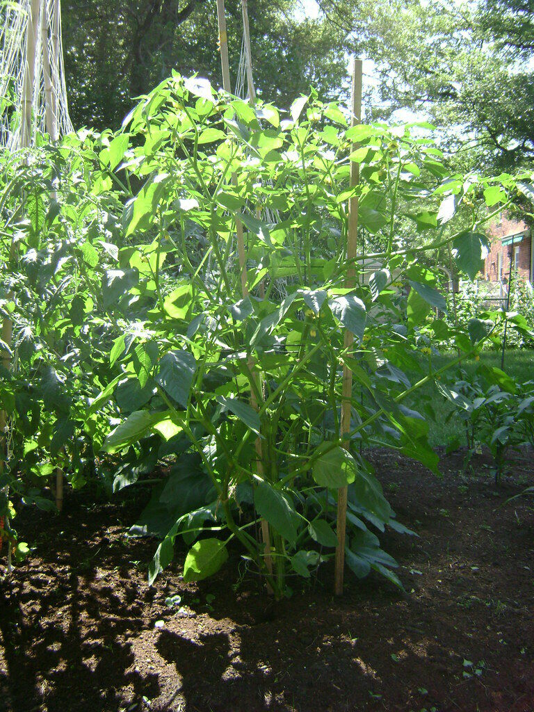 Tomatillo 20 Seeds Physalis philadelphica