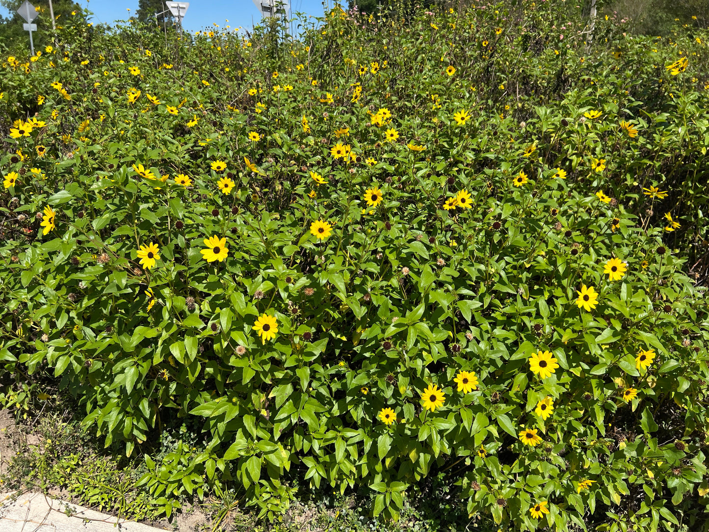 Beach Sunflower Helianthus debilis 20 Seeds