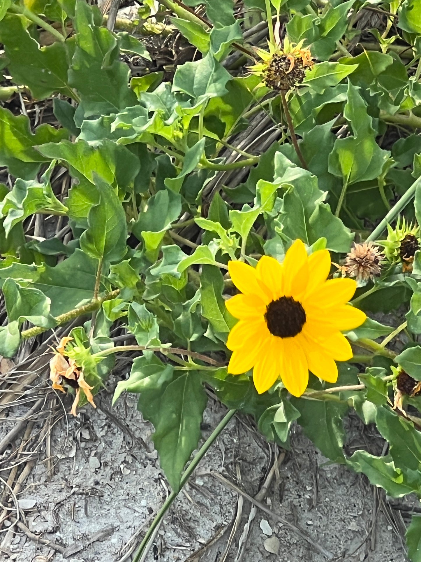 Beach Sunflower Helianthus debilis 20 Seeds