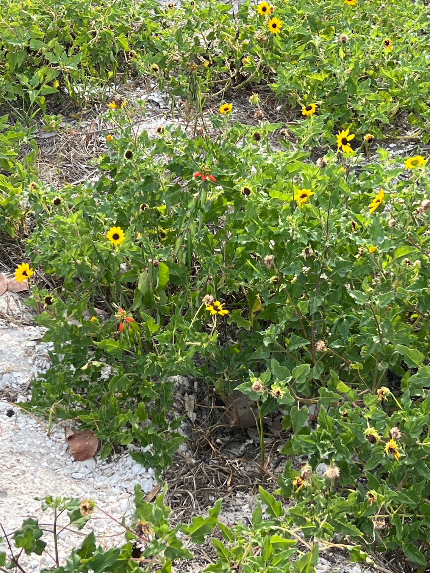Beach Sunflower Helianthus debilis 20 Seeds