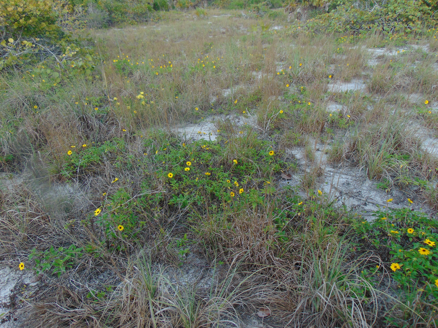Beach Sunflower Helianthus debilis 20 Seeds