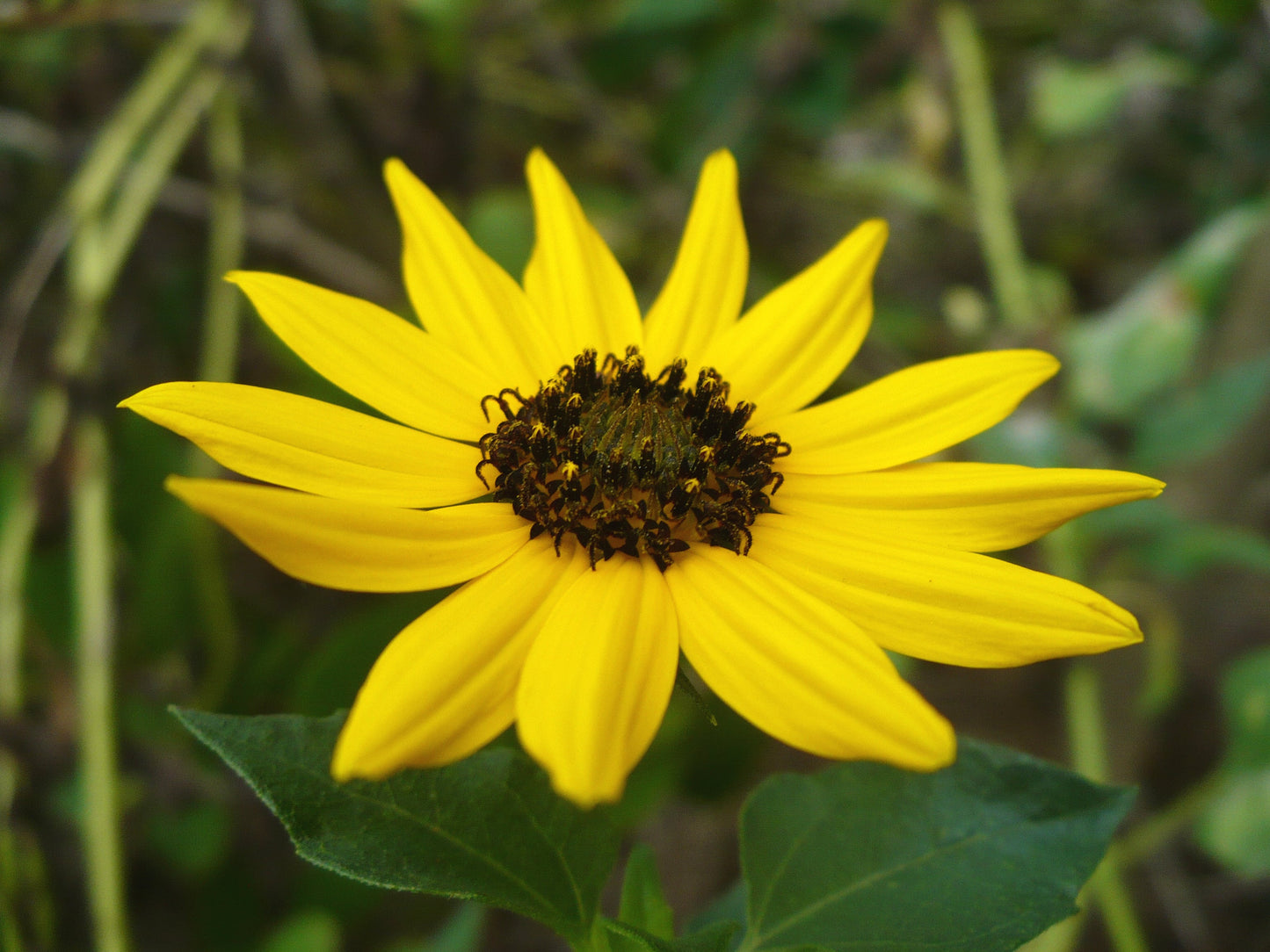 Beach Sunflower Helianthus debilis 20 Seeds