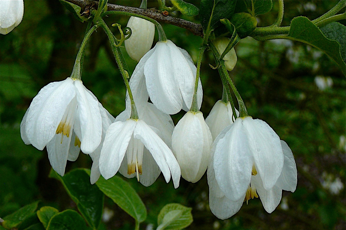 Two-wing Silverbell Halesia diptera 10 Seeds