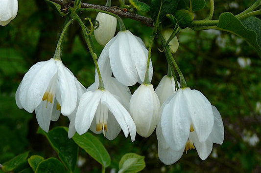 Two-wing Silverbell Halesia diptera 10 Seeds