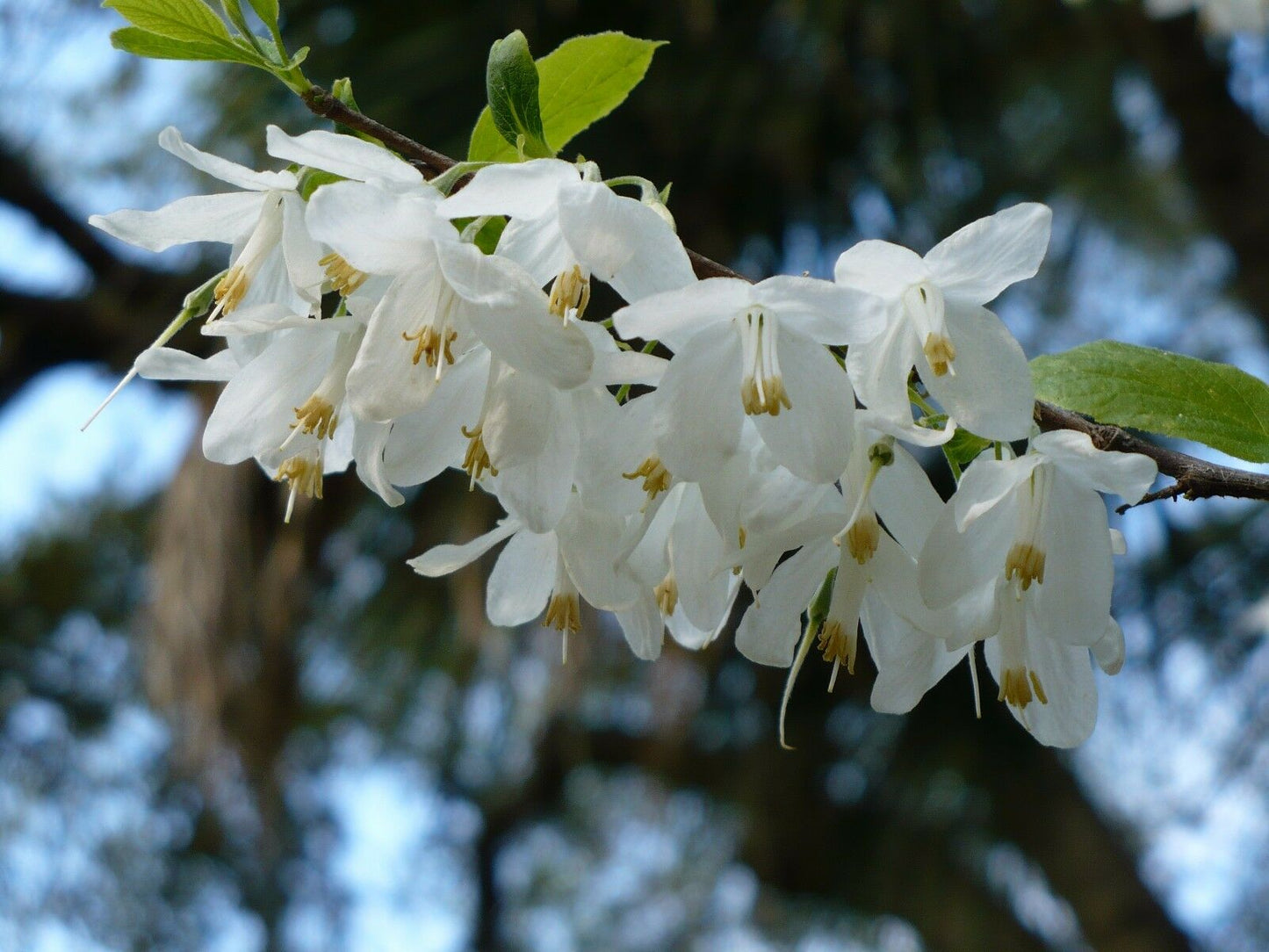 Two-wing Silverbell Halesia diptera 10 Seeds