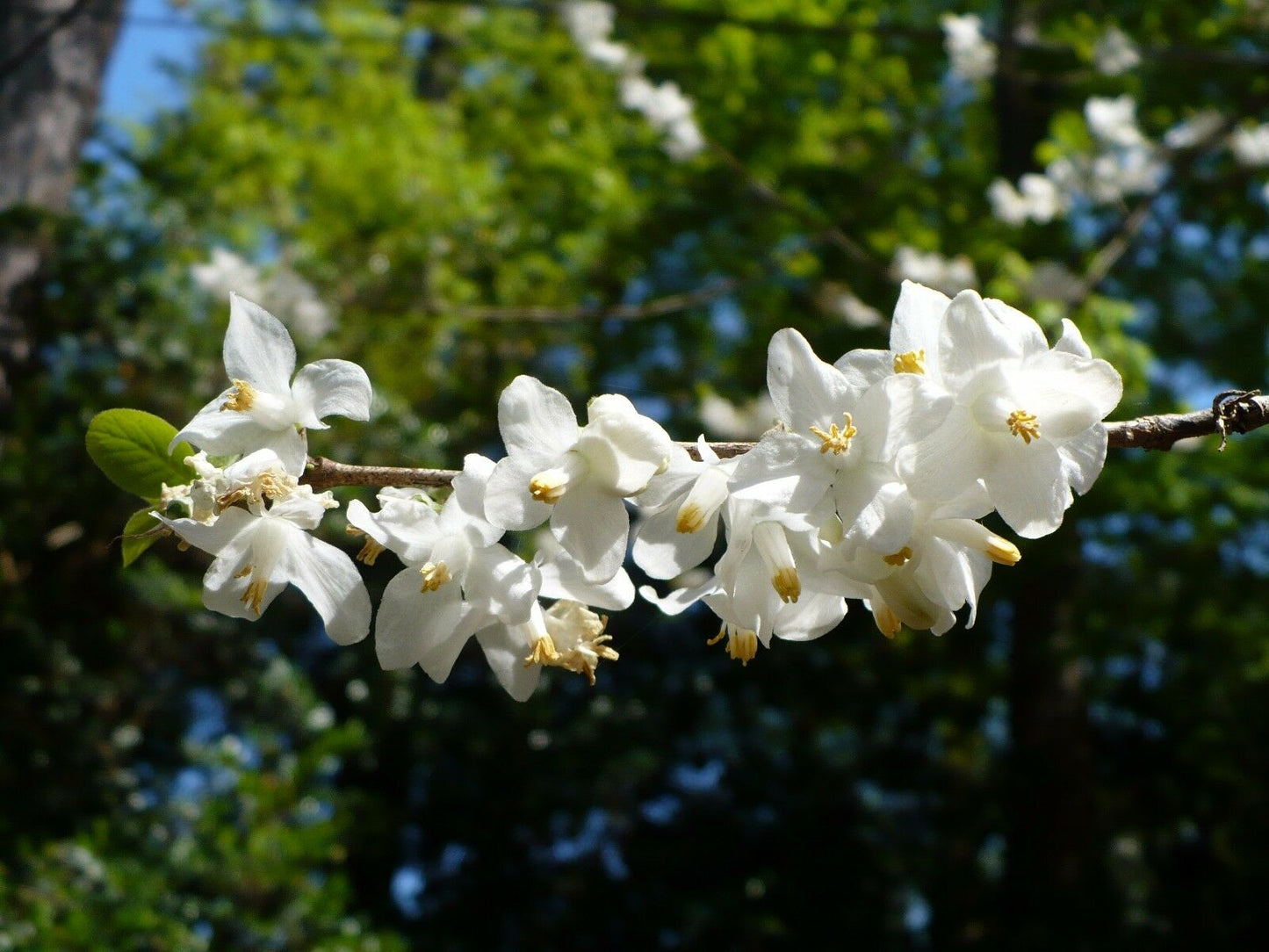 Two-wing Silverbell Halesia diptera 10 Seeds