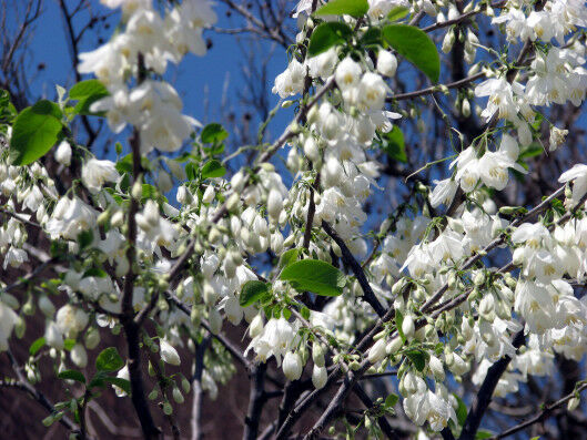 Two-wing Silverbell Halesia diptera 10 Seeds