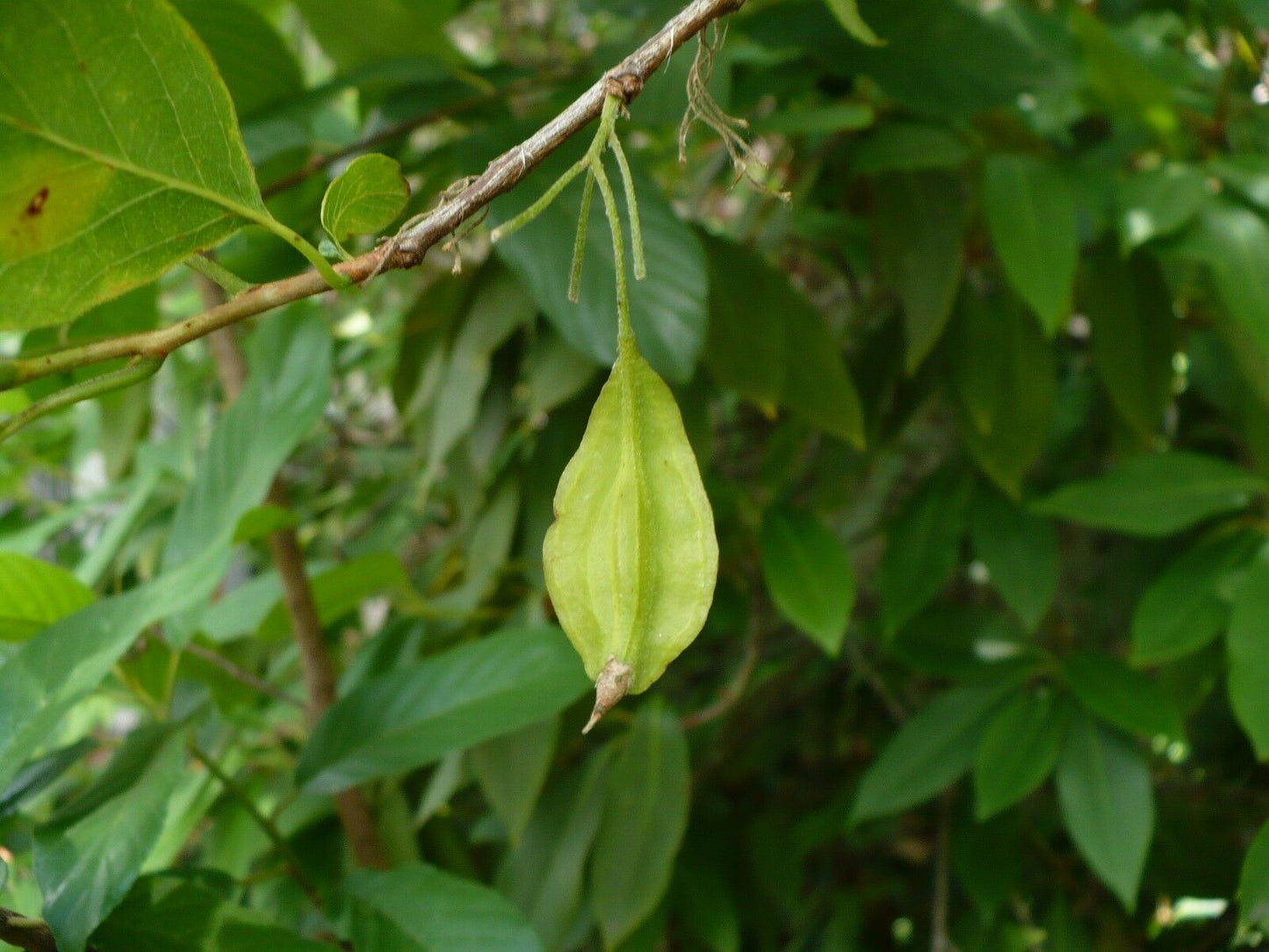 Two-wing Silverbell Halesia diptera 10 Seeds