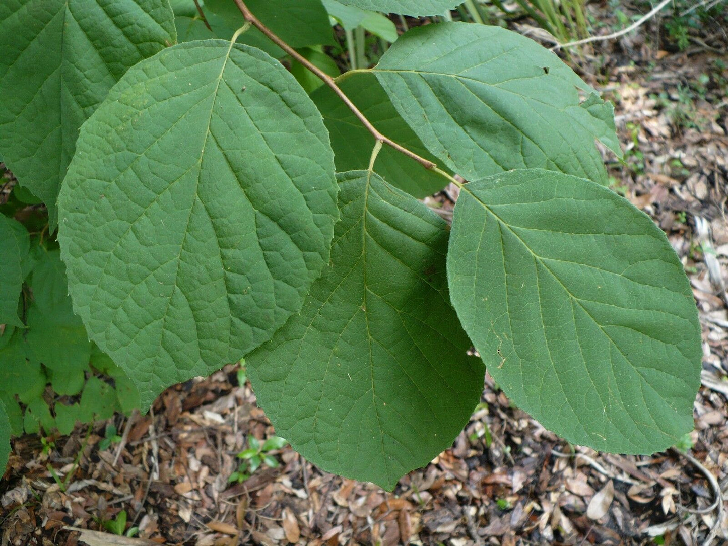 Two-wing Silverbell Halesia diptera 10 Seeds