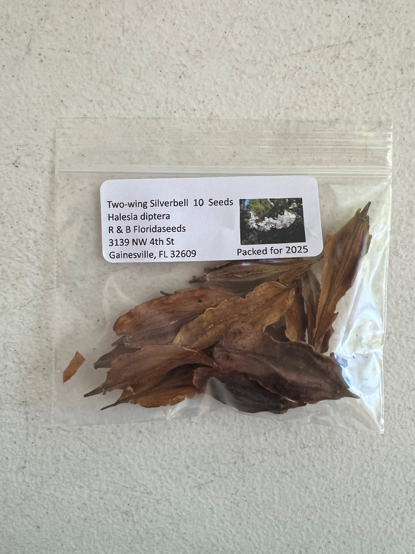 Two-wing Silverbell Halesia diptera 10 Seeds