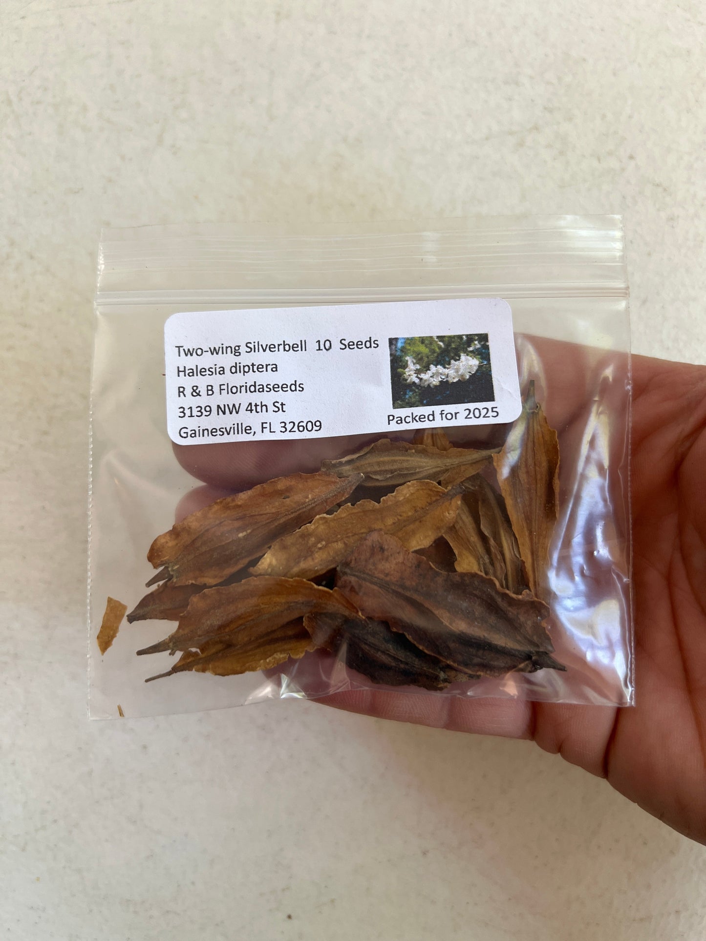 Two-wing Silverbell Halesia diptera 10 Seeds