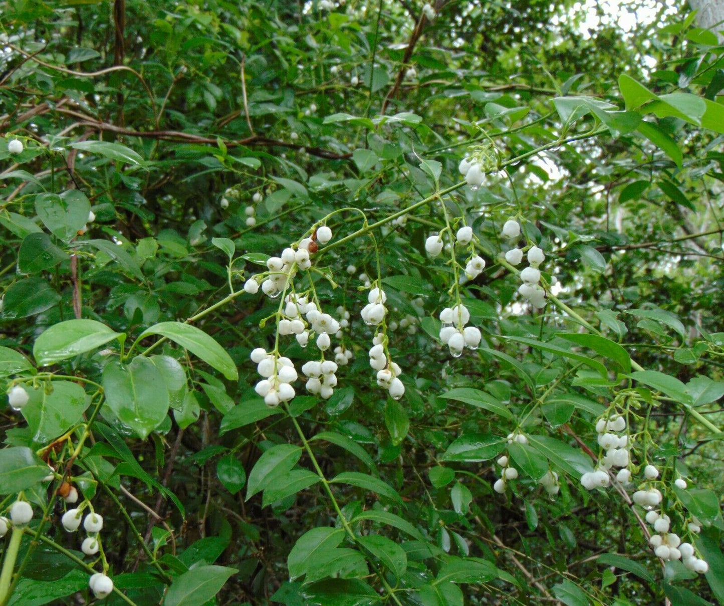 Snowberry Milkberry Chiococca alba 20 Seeds