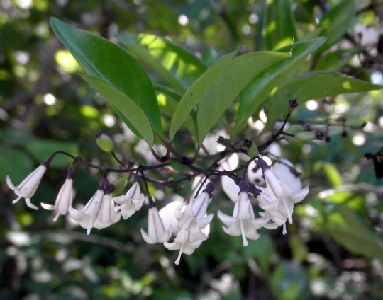 Snowberry Milkberry Chiococca alba 20 Seeds