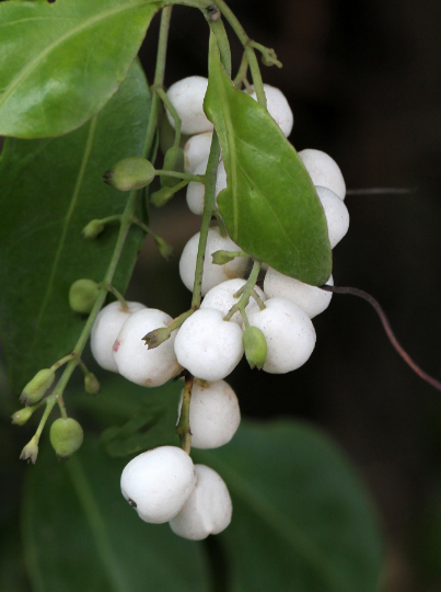 Snowberry Milkberry Chiococca alba 20 Seeds
