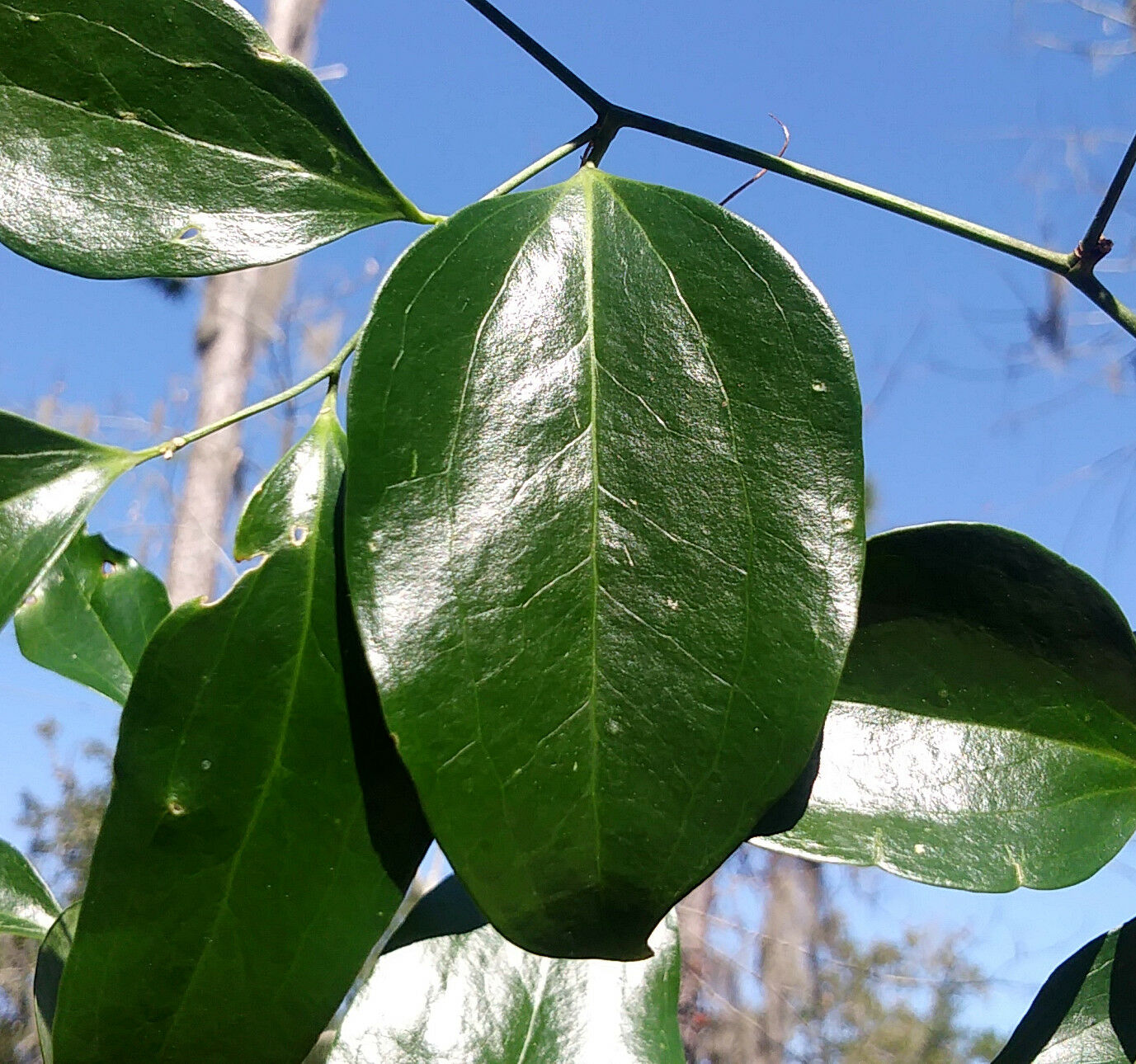 Greenbrier Smilax auriculata 20 Seeds