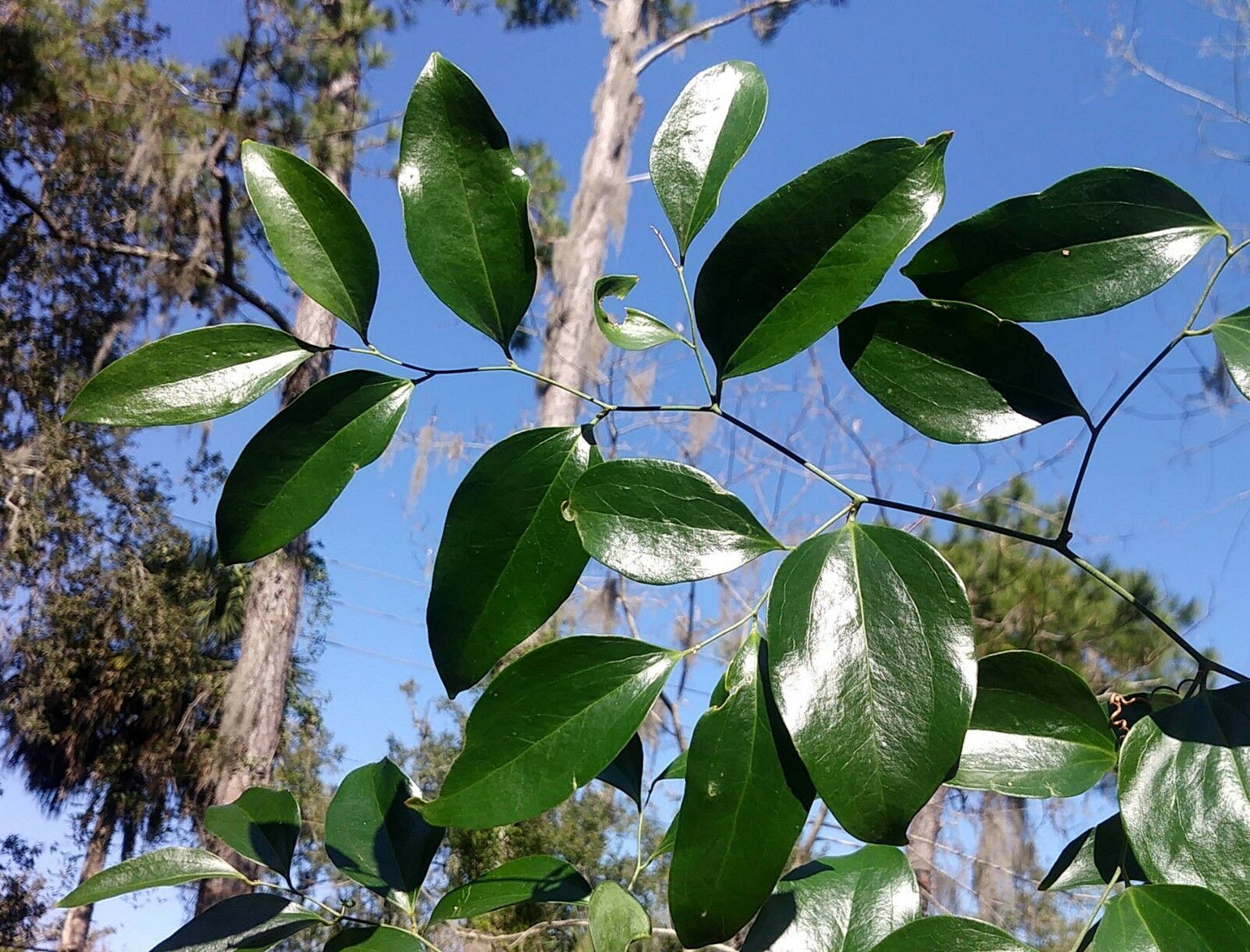 Greenbrier Smilax auriculata 20 Seeds