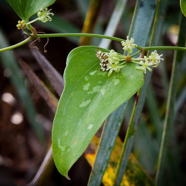 Greenbrier Smilax auriculata 20 Seeds