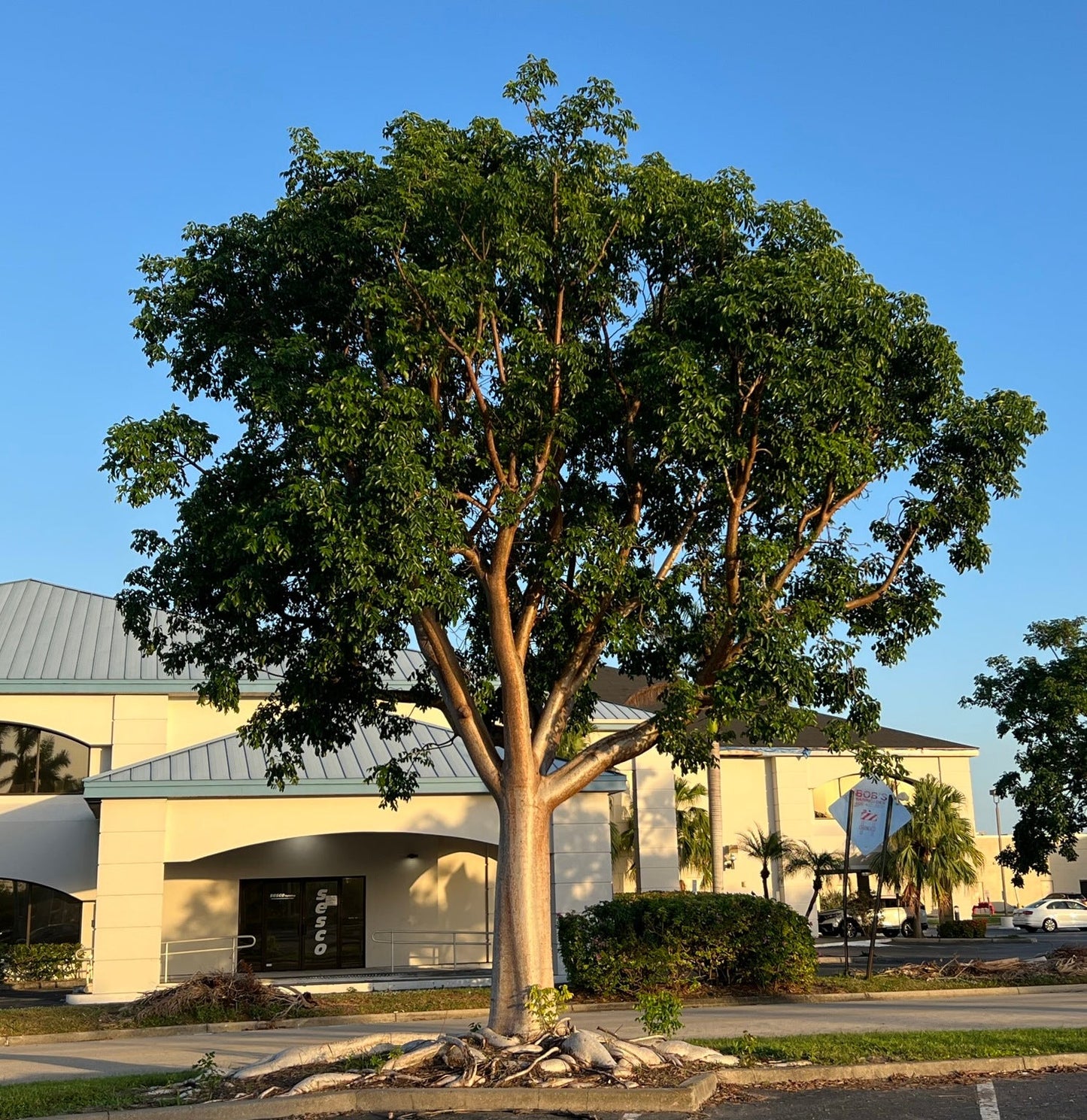 Gumbo Limbo Bursera simaruba 20 Seeds