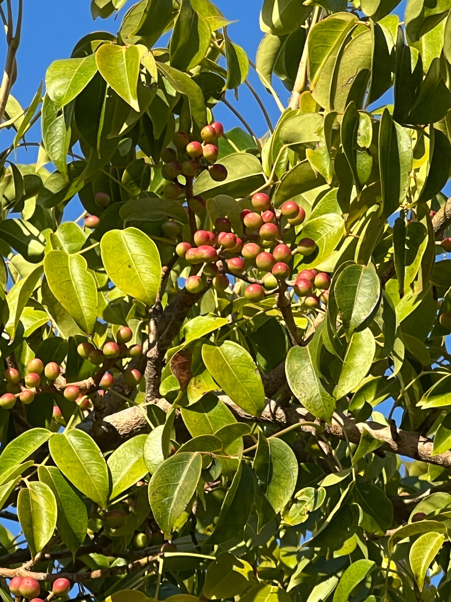 Gumbo Limbo Bursera simaruba 20 Seeds