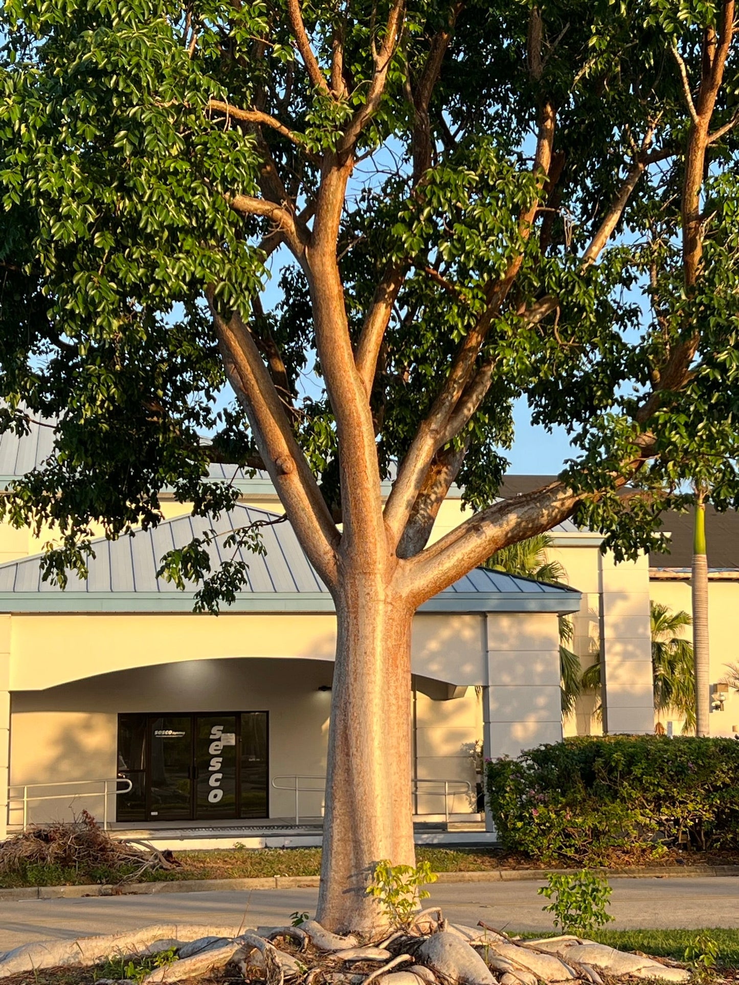 Gumbo Limbo Bursera simaruba 20 Seeds
