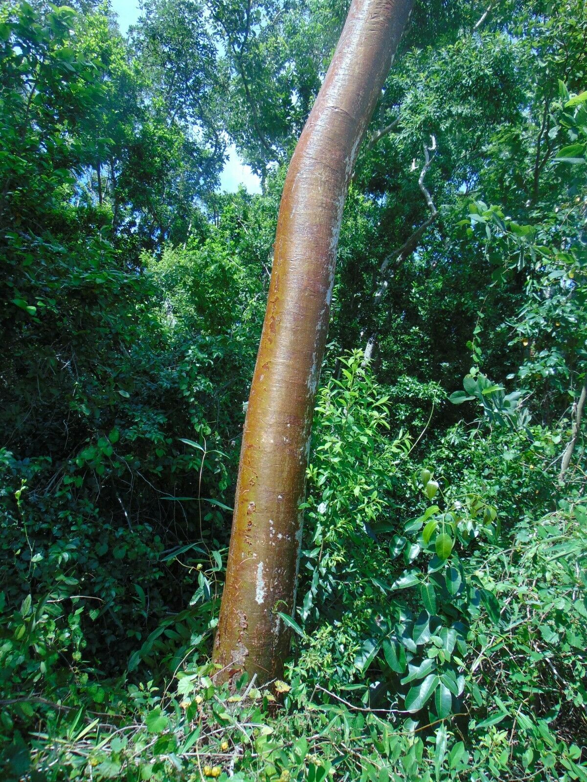 Gumbo Limbo Bursera simaruba 20 Seeds