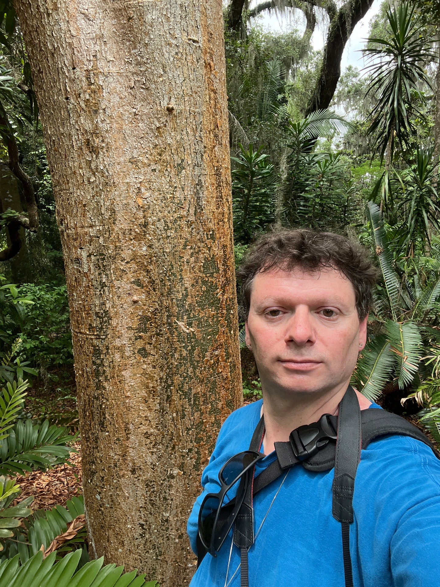 Gumbo Limbo Bursera simaruba 20 Seeds