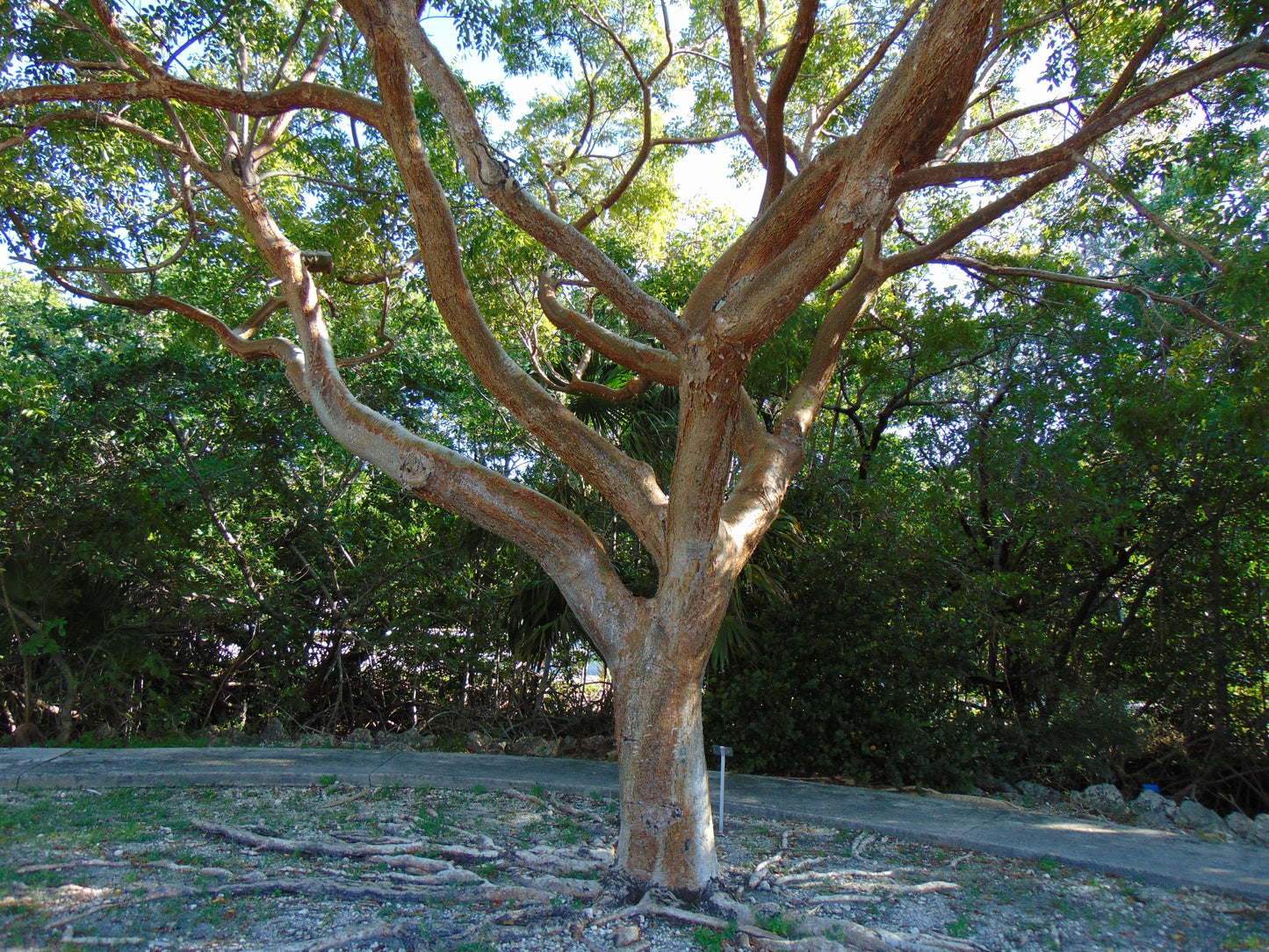 Gumbo Limbo Bursera simaruba 20 Seeds