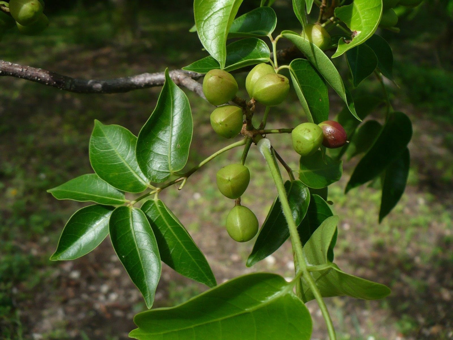 Gumbo Limbo Bursera simaruba 20 Seeds