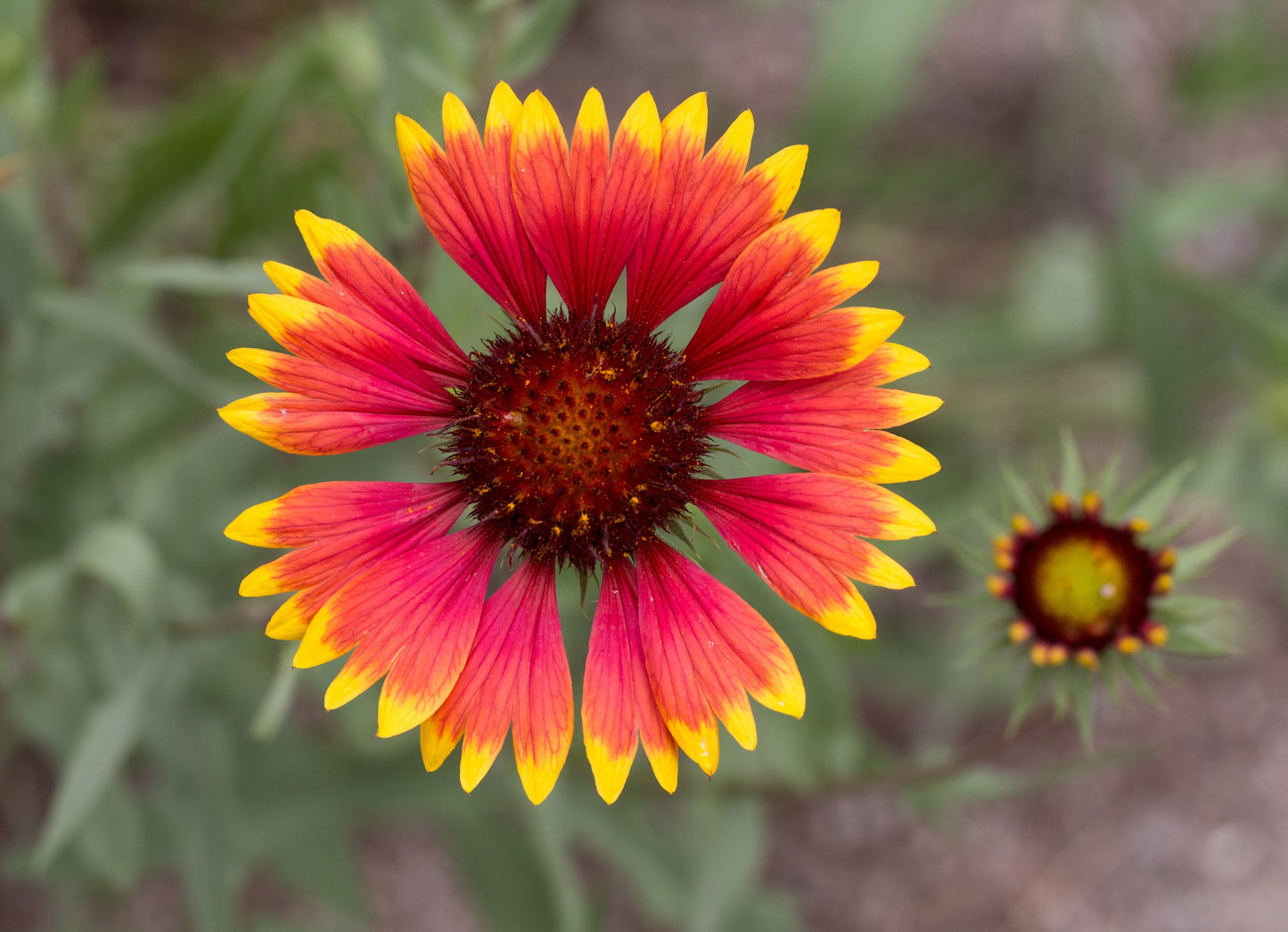 Indian Blanket  100 Seeds  Gaillardia pulchella