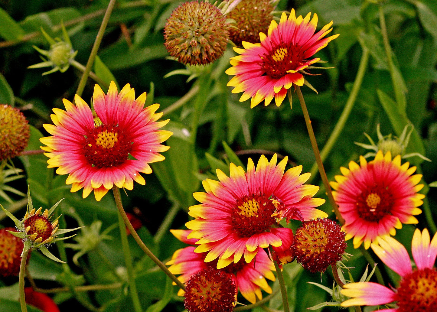 Indian Blanket  100 Seeds  Gaillardia pulchella