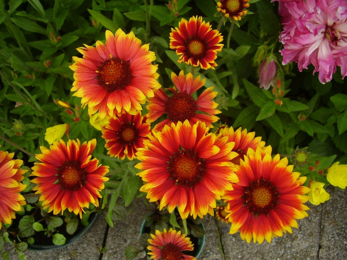Indian Blanket  100 Seeds  Gaillardia pulchella
