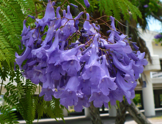 Jacaranda Tree Jacaranda mimosifolia 100 Seeds