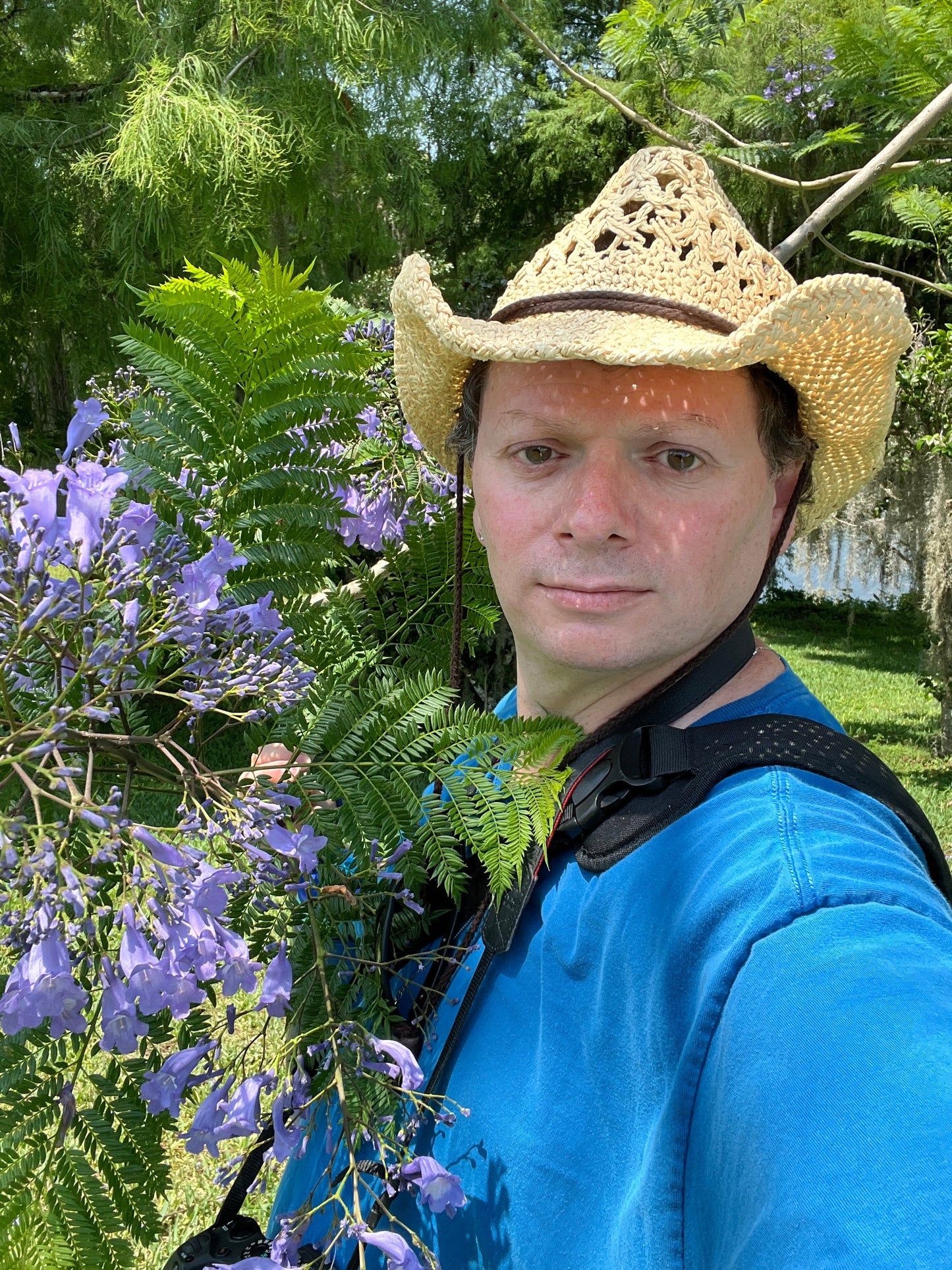 Jacaranda Tree Jacaranda mimosifolia 100 Seeds