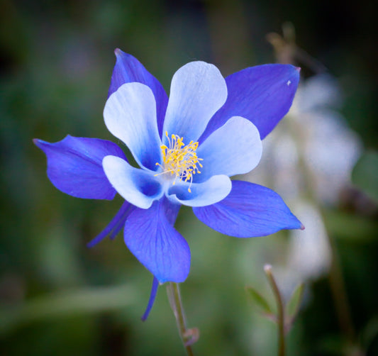 Colorado Blue Columbine 100 Seeds Aquilegia caerulea