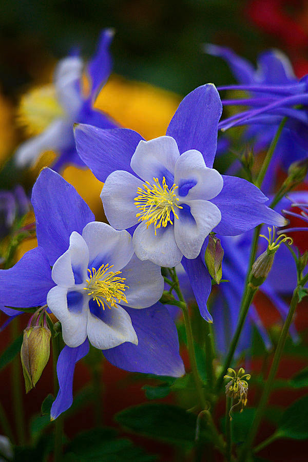 Colorado Blue Columbine 100 Seeds Aquilegia caerulea