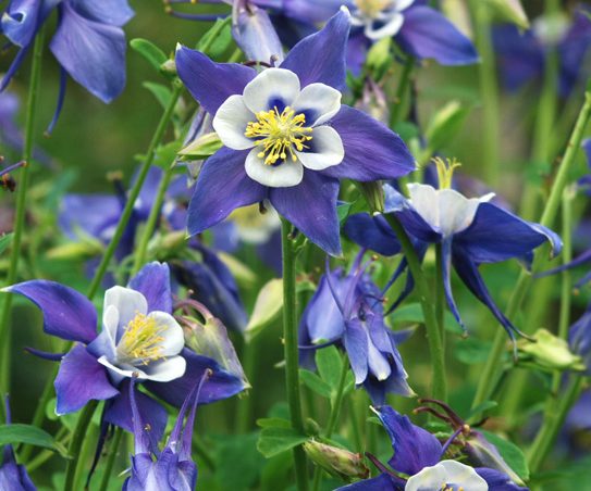 Colorado Blue Columbine 100 Seeds Aquilegia caerulea