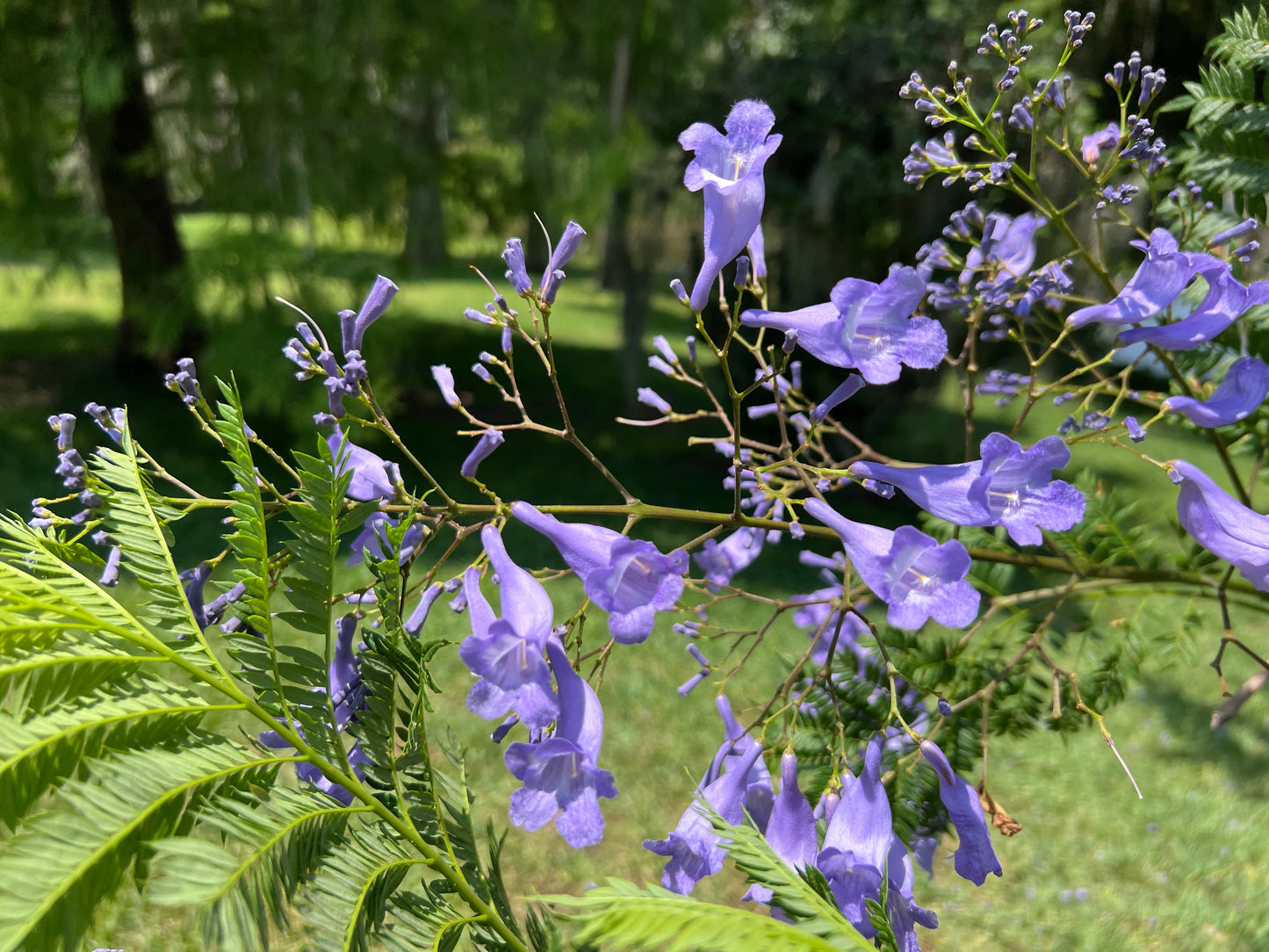 Jacaranda Tree Jacaranda mimosifolia 100 Seeds
