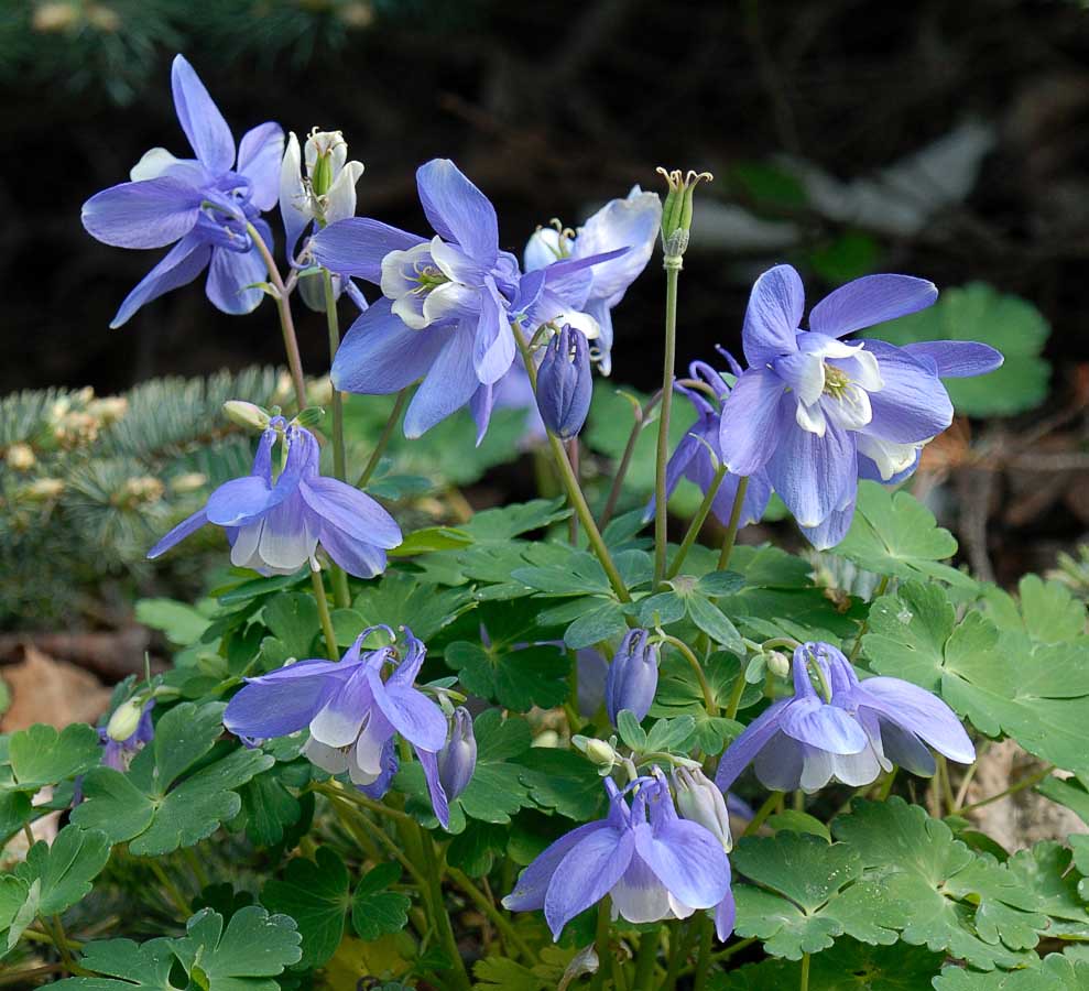 Colorado Blue Columbine 100 Seeds Aquilegia caerulea