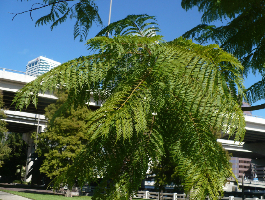 Jacaranda Tree Jacaranda mimosifolia 100 Seeds