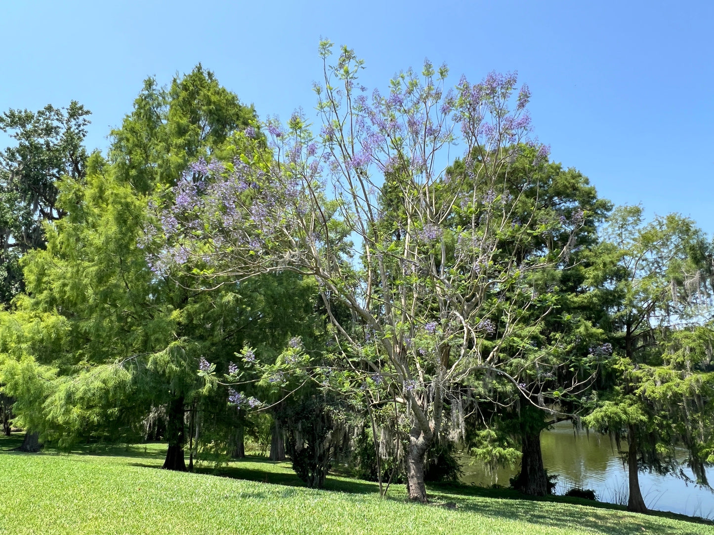 Jacaranda Tree Jacaranda mimosifolia 100 Seeds