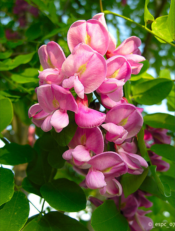 Rose Acacia Robinia hispida 20 Seeds – R&B Floridaseeds