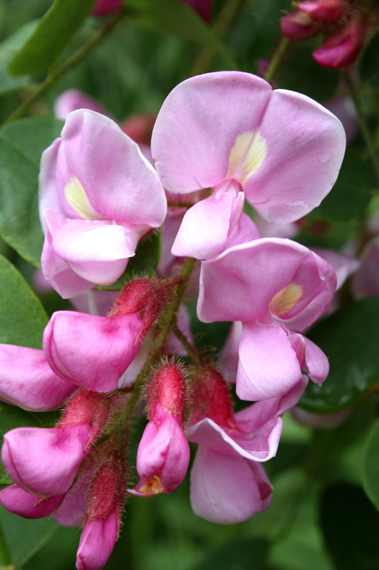Rose Acacia Robinia hispida 20 Seeds