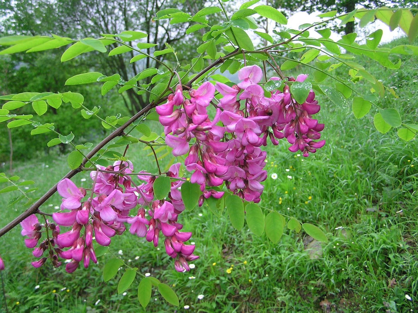 Rose Acacia Robinia hispida 20 Seeds