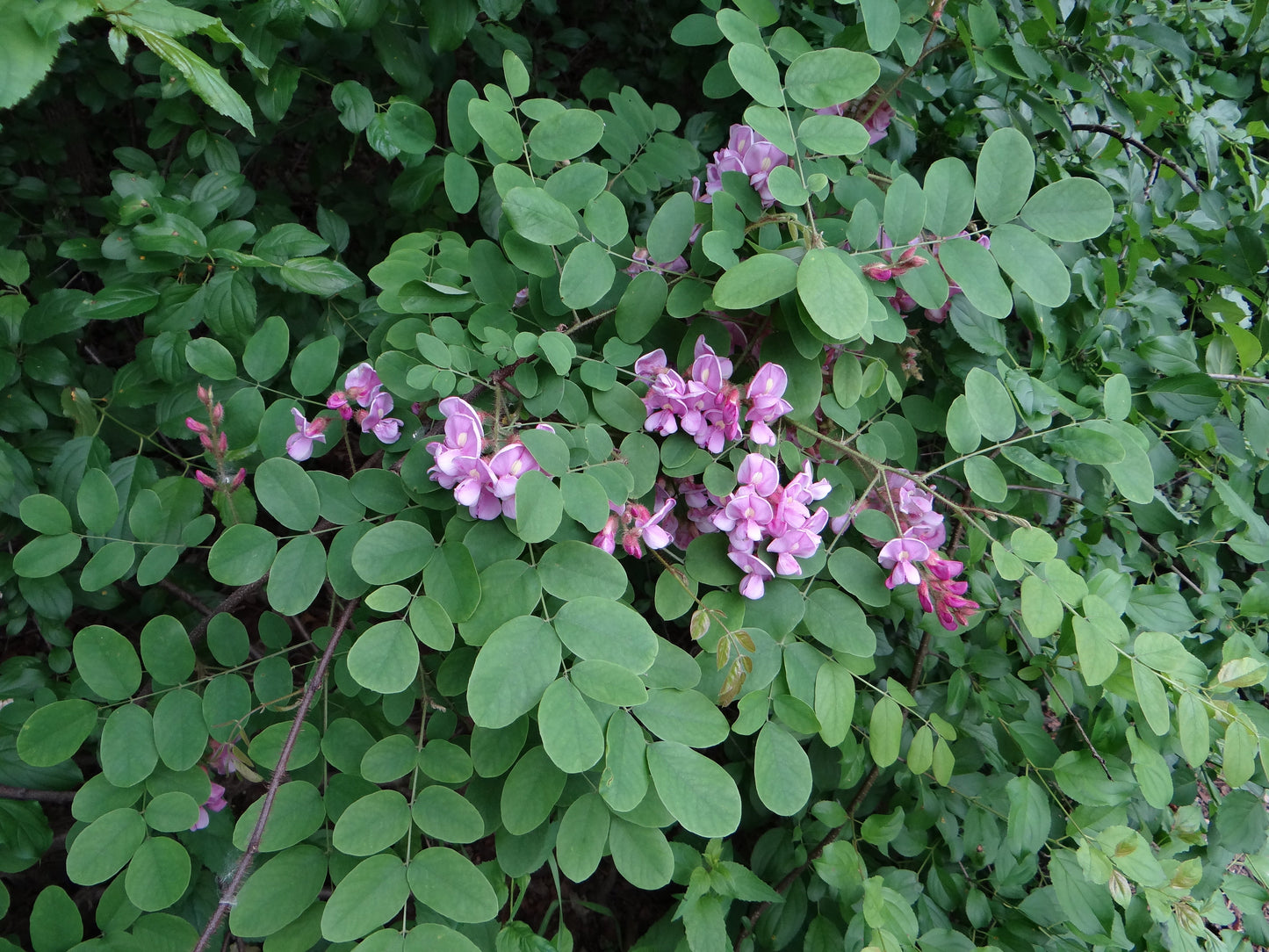 Rose Acacia Robinia hispida 20 Seeds