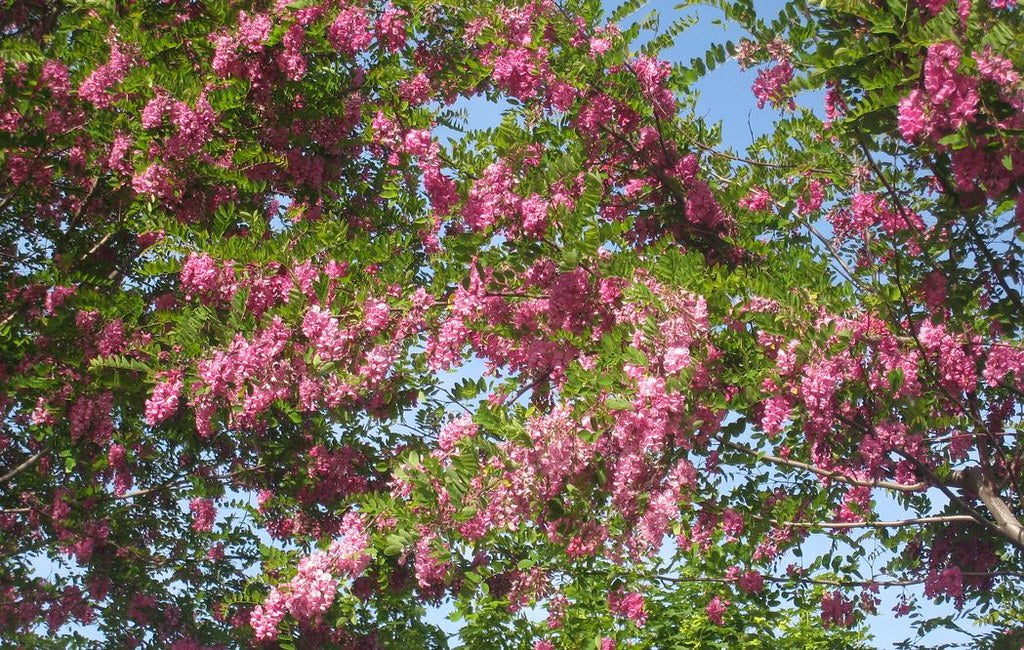 Rose Acacia Robinia hispida 20 Seeds